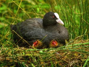 nesting mama coot