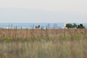 Rocky Flats refuge