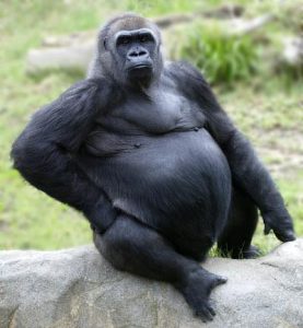 gorilla